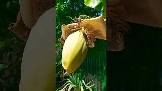 Дивноморское мои Бананы.