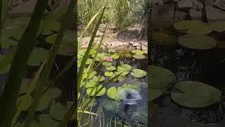 У прудика особая атмосфера...