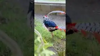 Beautiful wild animals 