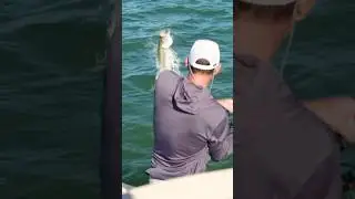 Tarpon fishing at its finest in Fort Myers FL #fishing #tarpon #florida #subscribe #shorts