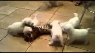 Дикие щенята затискали кошку