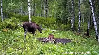 ЗАБЫТЫЕ КАДРЫ С ТАЙГИ