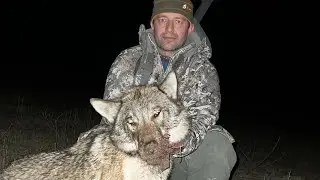 Охота на волка на вабу в Дагестане.
