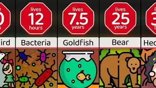 Comparison: How Long Animals Live Part 1
