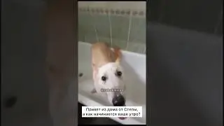 Привет из дома 🏠🐶 от Степы. А как начинается ваш день? 