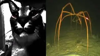 Floppa Becoming Uncanny (Ocean)