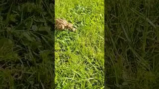horned toad