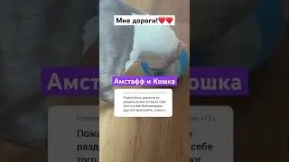 Мне дороги Амстафф и Кошка 