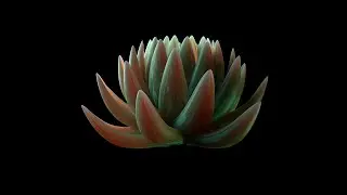 phyllotaxis Spiral in blender with geoNodes