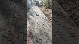 Бешенная белка на Буревестнике :)