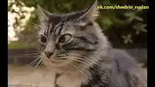 Чувствительный кот