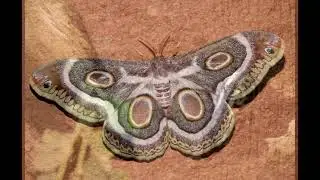 Mabalingwe Nature Reserve 2019 Jan