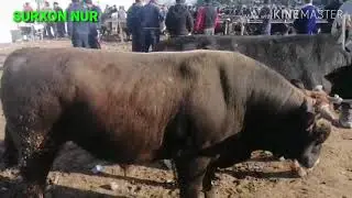 21.02.2020 surxondaryo UZUN siz suragan novoschalar