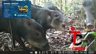 porcos selvagens na Amazônia