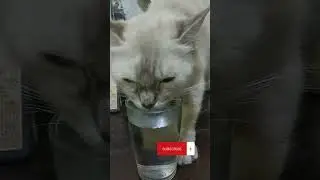 Majikan mah bebas kebabunya