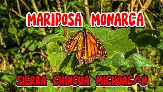 MARIPOSA MONARCA, SIERRA CHINCUA, ANGANGEO MICHOACÁN