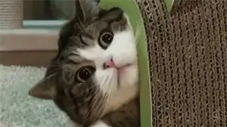 ЧЕ СУКА? WTF? [.webm]