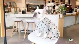 french bulldog pajamas