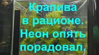 Крапива в рационе. Неон опять порадовал.