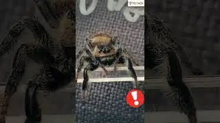 Do my Jumping Spider recognize me? #pestweek #jumpingspider #foryou #shorts