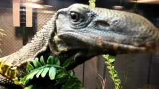 Зоо Магазин Экзотических Животных 🦄🦎🐊🦕🦖