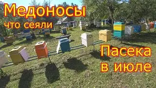ПОСЕВЫ МЕДОНОСОВ! РУЗУЛЬАТ!!! Обстановка на пасеке в июле!