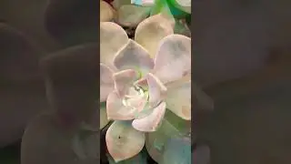 #Succulent #plant #succulents #plants #cactus #propagation #homegarden #care #tips