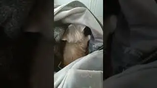 #cat