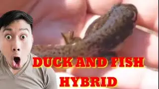 DUCK AND FISH HYBRID | TikTok