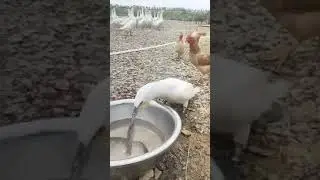 😱 Если девушка говорит, что кушает как птичка - будьте бдительны, это может быть ловушка!