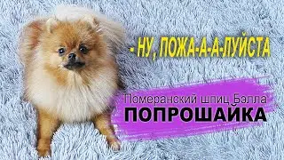 Померанский шпиц, шпиц Бэлла попрошайка, померанский шпиц на ОКД, чем кормим собак, лежанка шпица