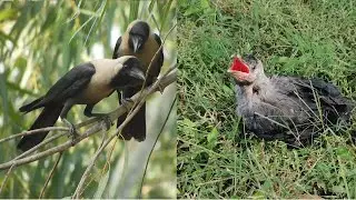 All ages of the crow sounds  - Wild animals birds kauve ki awaz