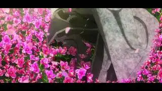 Fate,Grand orden  AMV