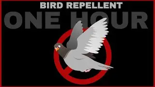Bird Repellent Sound