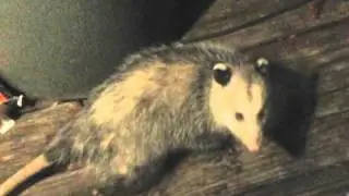 The EggNog Drinking Possum! (remastered!)