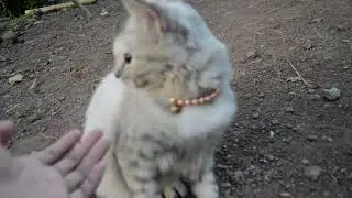 Kucing Yang Sangat Menggemaskan