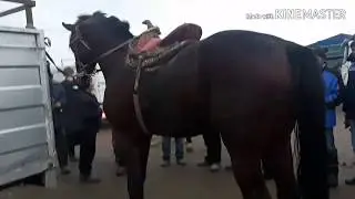 Карабулак мал базар мыкты айгыр 8.04.20