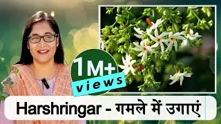 🔴HARSHRINGAR PLANT CARE हरसिंगार PARIJAT NIGHT BLOOMING JASMINE IN POT 