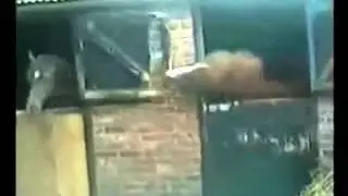 Приколы про животных