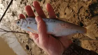 SHAMAYKA GOES TO SPAWN. GUMS RIVER. FISHING.