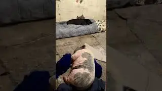 Hotel Babi /Babi Sultan / Tidur Babi #lucu #lucungakak #menarik  #funnyvideo #funny #funnyshorts