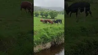 Bull Fight!