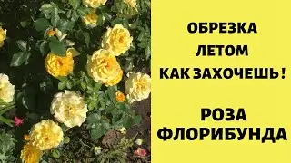 Роза флорибунда  - НЕПРЕВЗОЙДЕННАЯ В САДУ  ! Обрезка летом -как захочешь !
