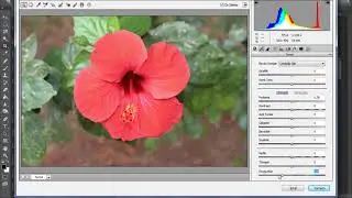Adobe Photoshop CC Black and White Flower Çalışması