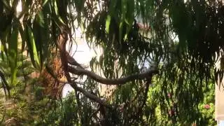 Птички за моим окном
