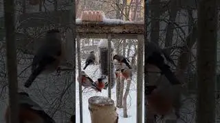 Птицы на кормушке #птицы #природа #bird #nature #birds #пениептиц #снегирь #bullfinch #short #shorts