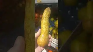 новый сорт груши