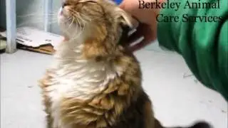 Adopted! Delilah, A Beautiful Maine Coon