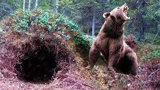 Пропавшую туристку спустя 2 дня нашли в берлоге медведя, он согревал ее и защищал от хищников