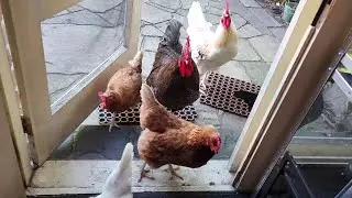 MAGPIE IN MY GYM | Part 2 | Chookies incoming!